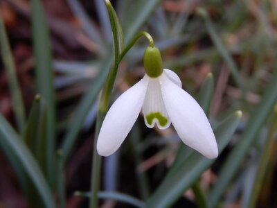 Flowers white green