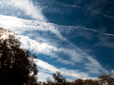 Blue sky with jet trails and geese flying
