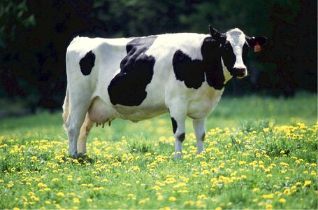 Milk rural agriculture