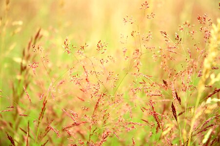 Nature field meadow photo