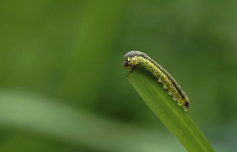 Animal arthropod biology