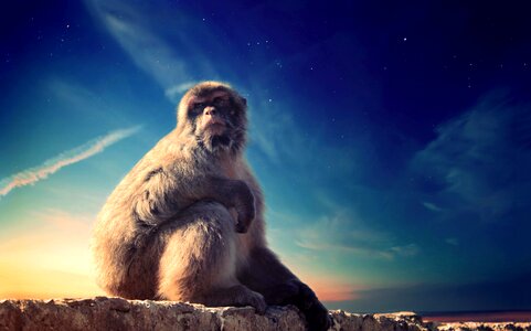 Animal baboon beautiful photo photo