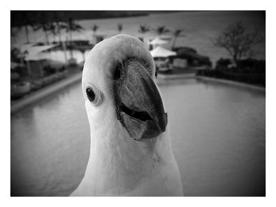 Portrait funny bird photo