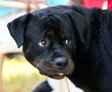 Boxer Black Looking photo