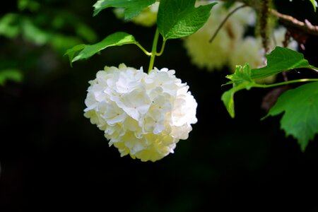 White real snow ball bush photo