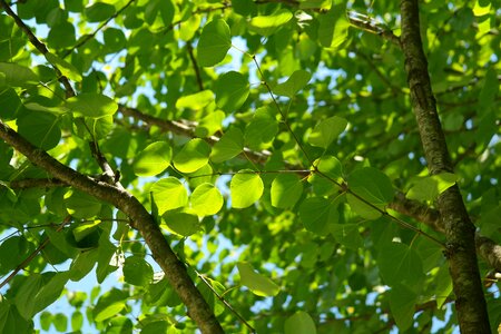 Cercidiphyllum japonicum japanese katsurabaum gingerbread tree