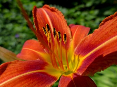 Flower plant close up photo