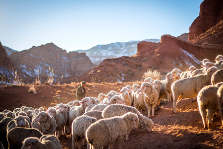 Flock of Sheep in the Mountains of Kyrgyzstan photo
