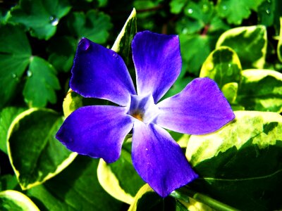 A bluish-purple flower spring flower garden photo