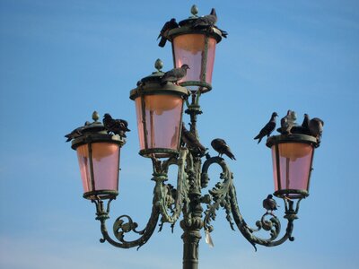 Venice piazza san marc pigeons photo