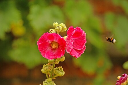 Close up pollination nectar photo