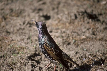 Bird European Sturnus vulgaris