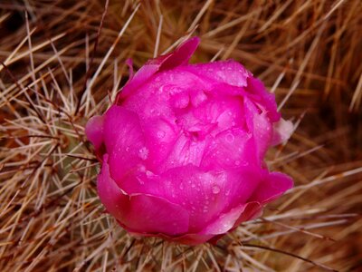 Flower plant sting photo