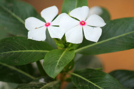 White Flower Pink Center photo