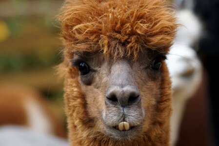 Alpaca animal beautiful photo