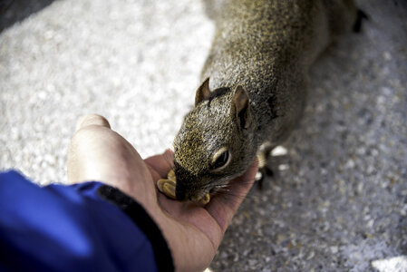 Feeding the Wild Squirrel some peanuts photo