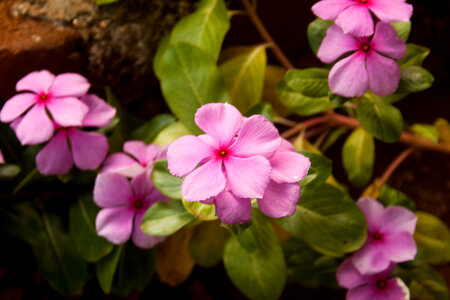 Bunch Of Pink Flowers photo