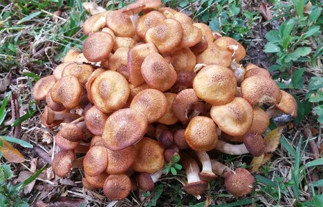 Toadstools mushrooms cap