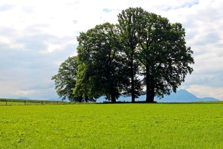 Nature trees individually