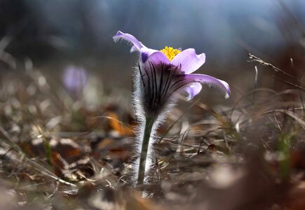 Beautiful Flowers bloom blooming