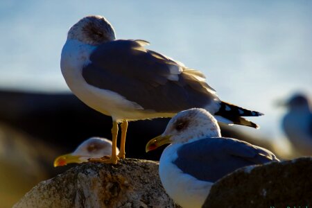 Animal avian beach photo