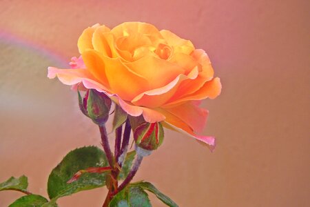 Bloom rose bloom plant