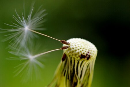 Plant close up nature