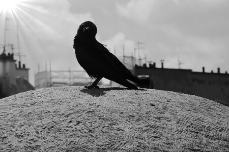 Crow raven bird sit photo