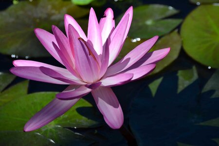 Aquatic beautiful beautiful flowers