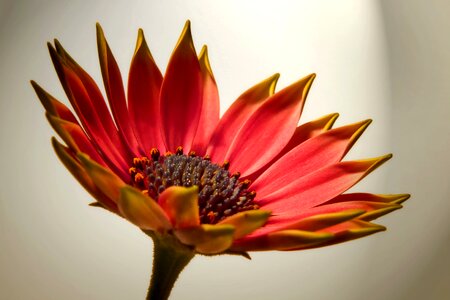 Macro lichtspiel flower