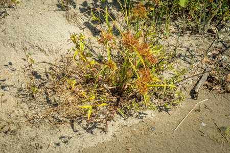 Sedges along banks of Missouri River near Yankton, South Dakota