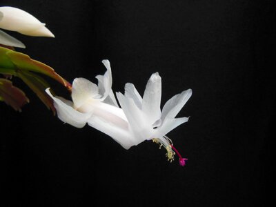 White yellow pink