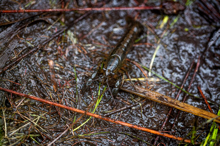 Panama City crayfish-2