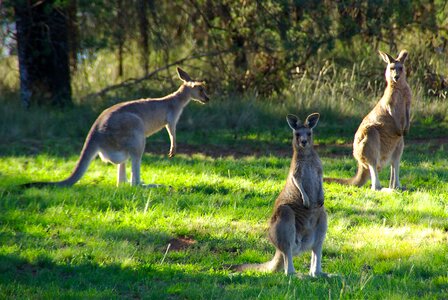 Hop australia marsupial