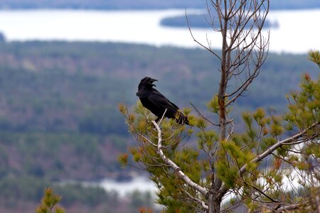 Black Bird crow wildlife photo