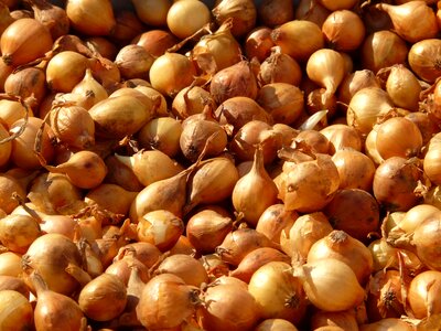 Onion sharp vegetables