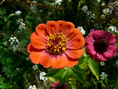 Zinnia flower red photo