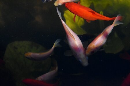 Goldfish underwater water