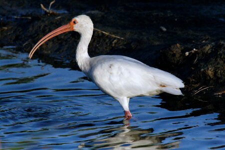 American bird wading