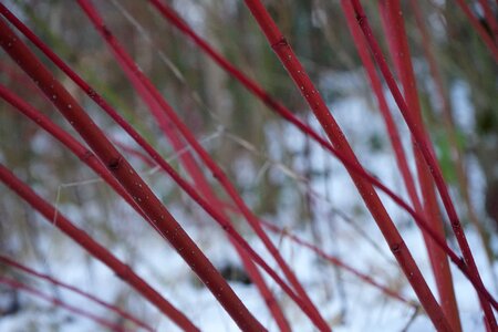 Plant stalk red
