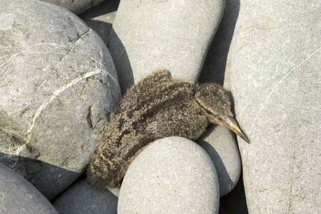 Chick stones 
