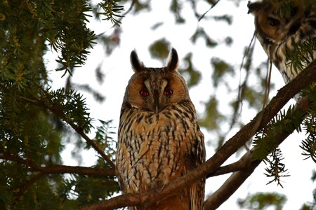 Animals bird eyeball photo