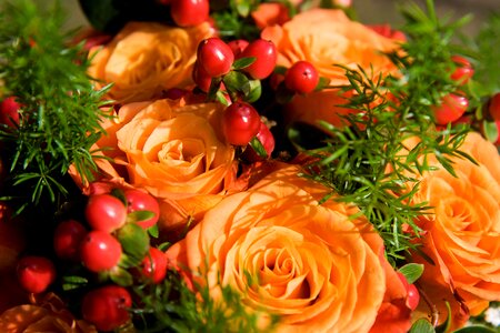Rose roses orange