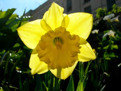 Daffodil - Narcissus Carlton photo