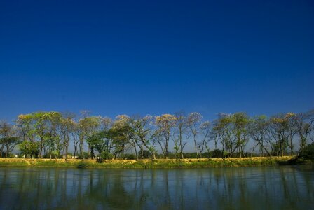 Composition trees river
