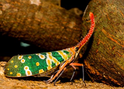 Proboscis long red