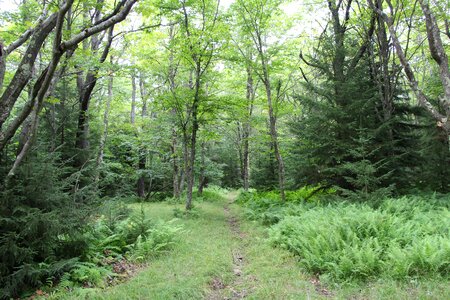 Trail through lush green forest in Dolly Sods photo