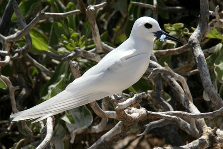 Bird perched nature photo