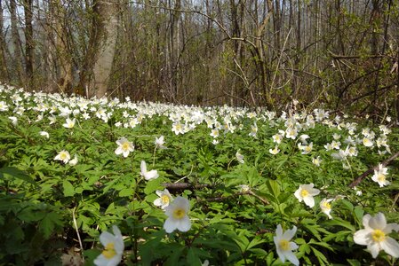 Flower anemone petals