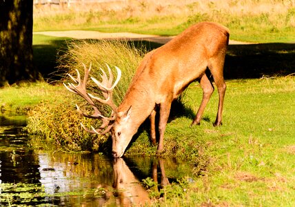 Red wild antlers photo